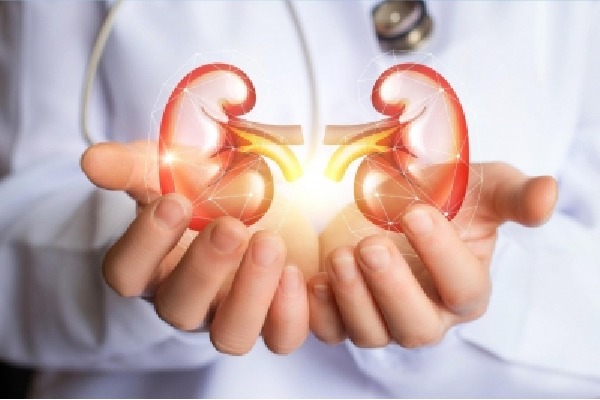 Australian researchers discover key driver of kidney disease