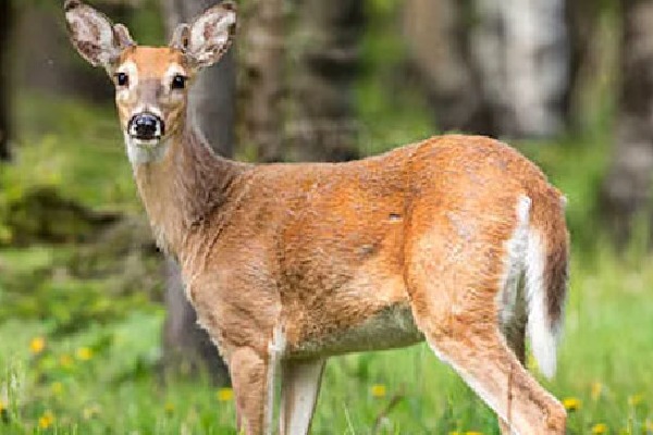 white tailed deers in us infected with corona