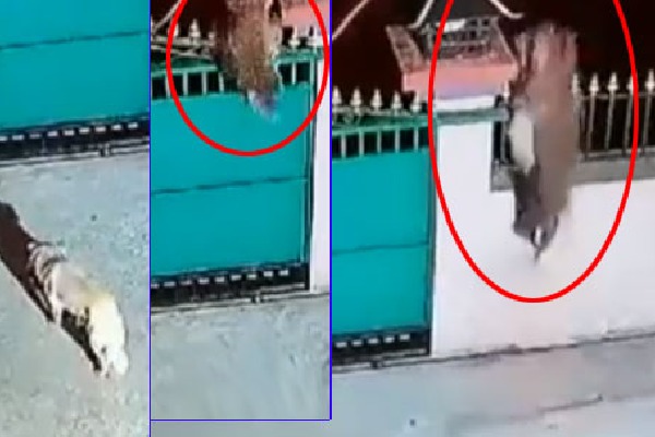 leopard jumps gate and attack on dog 
