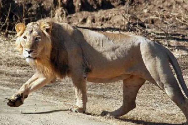 PJR Daughters adopt Asiatic Lion in Hyderabad zoo 