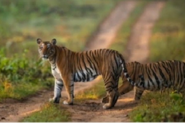 Covid test now mandatory to enter Pilibhit Tiger Reserve