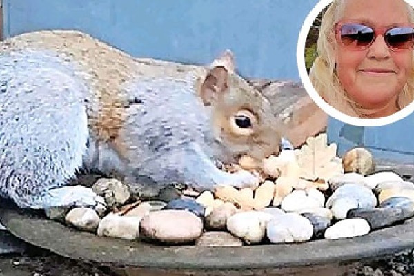 death sentence for psycho squirrel in britain