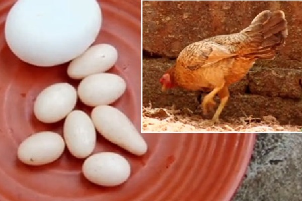 Eggs in the size of grapes Kerala hen takes internet  viral
