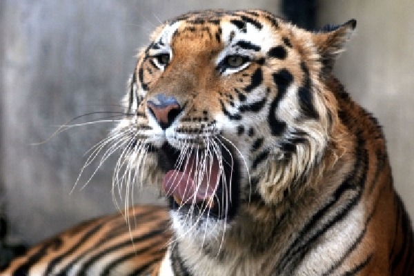12-year-old girl dies in tiger attack
