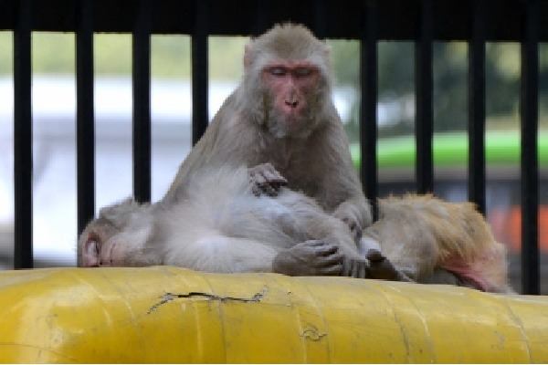Monkeys snatch baby & throw in water tank