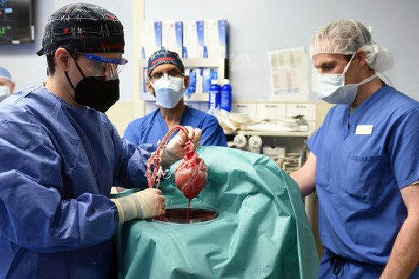 US doctors transplant full live pig heart into human patient 