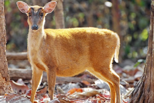 Barking Deer appeared in Telangana after 15 Years