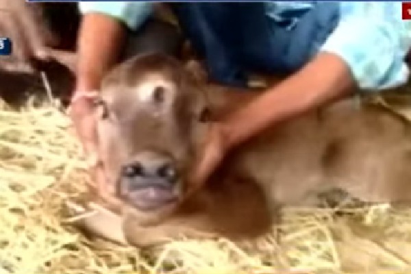 Three eyed Calf in Chhattisgarh