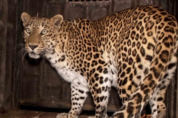 2 kids killed in leopard attacks in UP