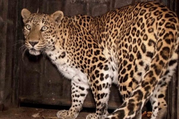 TN Forest Dept officials trap leopard after 5-day wait