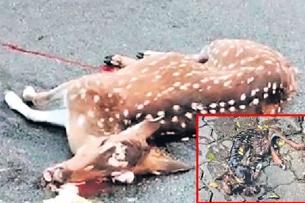 Accident on Thirumala Ghat Road Deer giving birth to a baby while dead
