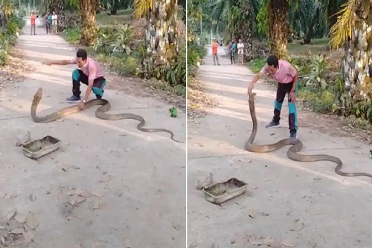 Man Catches Massive King Cobra With Bare Hands