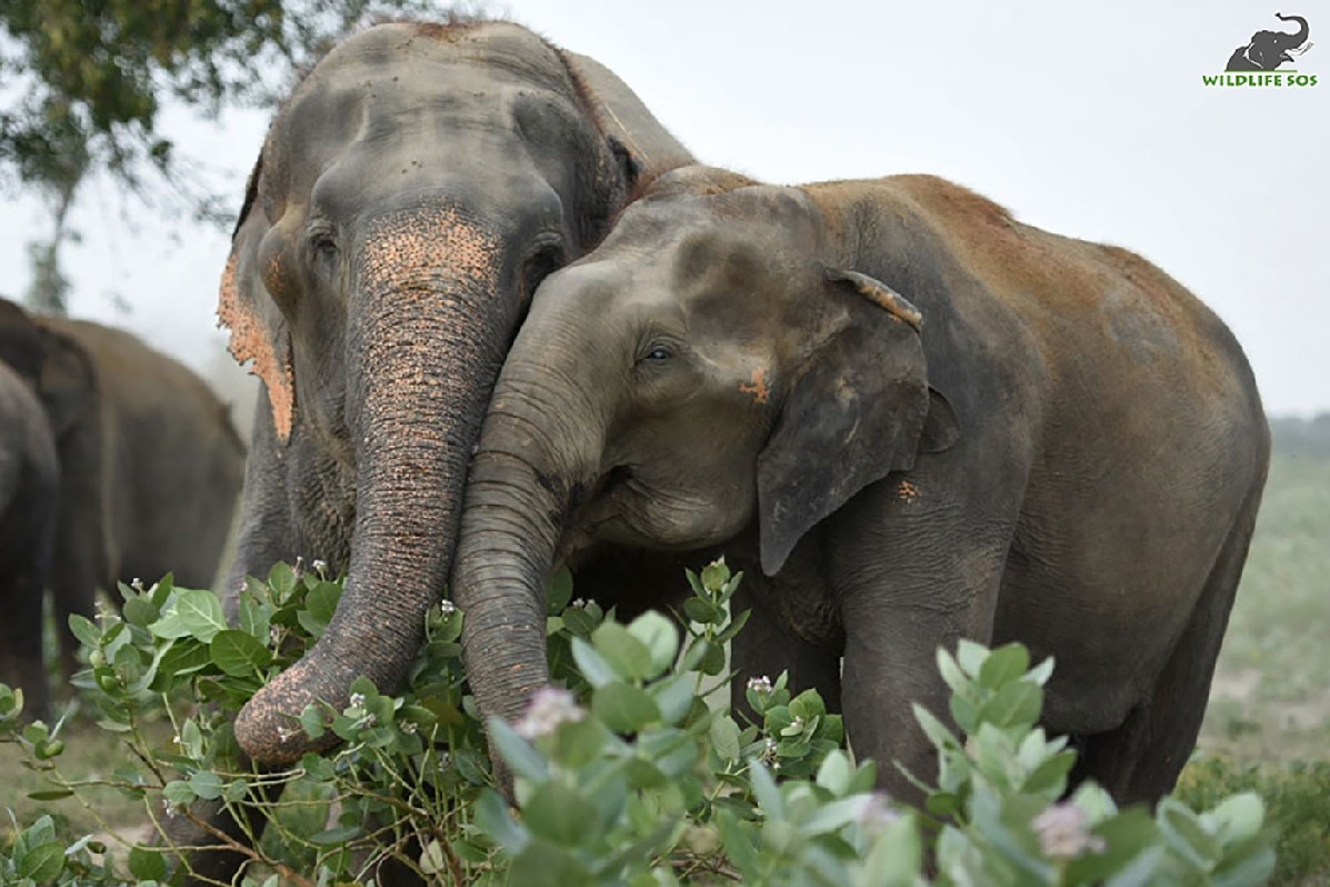 Forest staff get crash course on diverting wild elephants in Tirumala