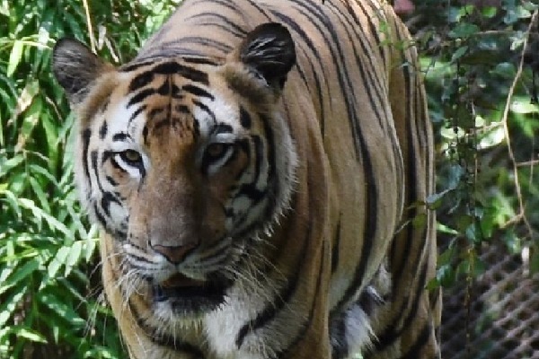 SBI adopts 15 tigers at Hyderabad Zoo for a year