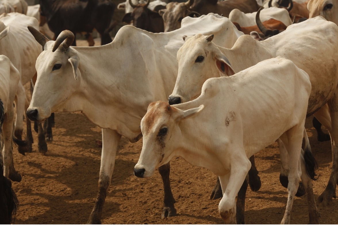 Tension in Hyderabad's Karmanghat over transportation of cattle