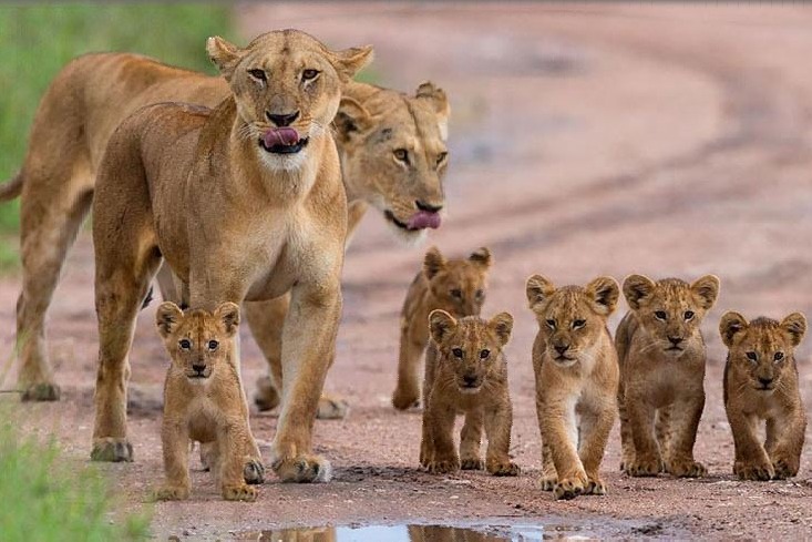 Gir lost 283 lions in 2 years Gujarat government 