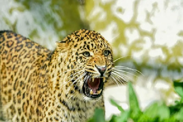 Man fight with leopard for save sister in law life