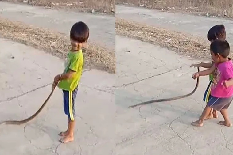 Kid Plays Dangerously With A Highly Venomous Snake Video Goes Viral