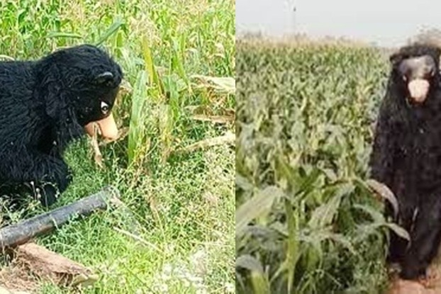 Telangana farmer's innovative trick to protect crops