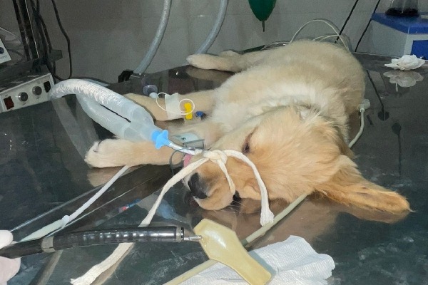 Plastic ice-cream spoon swallowed by pup extricated by vets