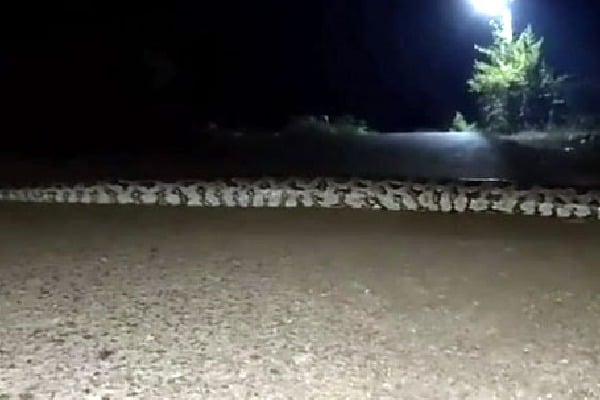 30 ft long snake spotted crossing road in Odishas Nabarangpur