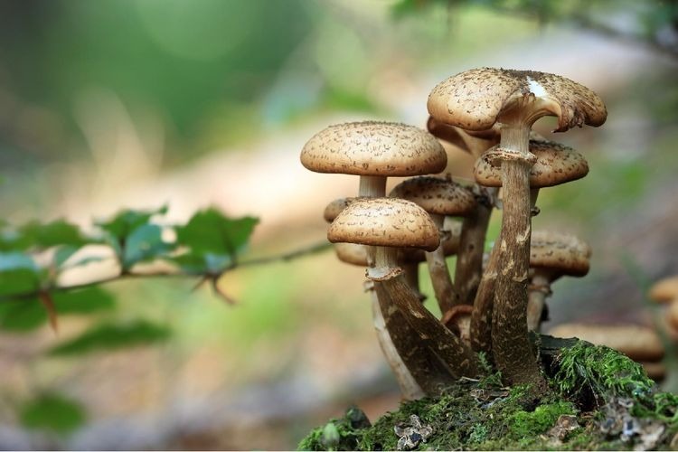 13 people died in Assam after consuming mushroom in assam