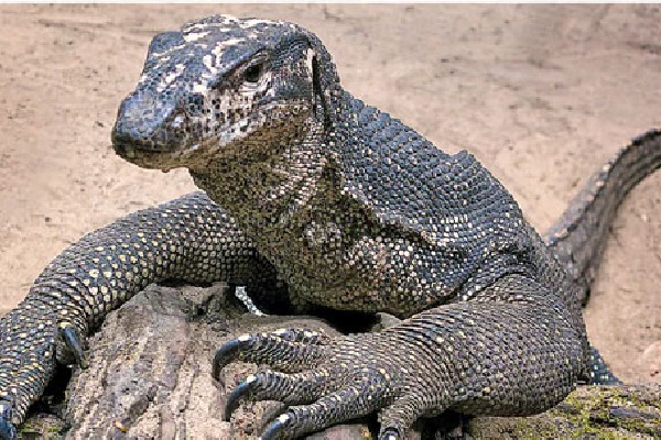 Bengal monitor lizard raped in Maharashtra Officials arrested 4 Hunters