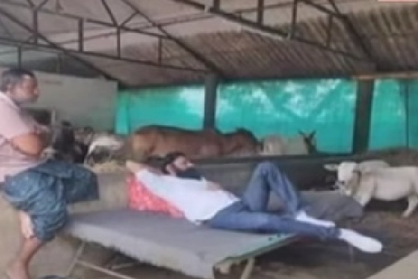 Photo of Kodali Nani taking rest in cattle barn is going viral
