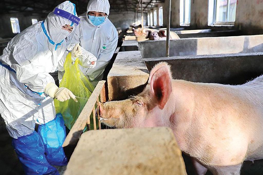 African Swine Flu found in India