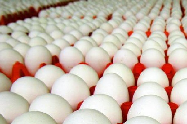 Poultry farmers of Odisha stopped the consignment of eggs coming from Andhra Pradesh