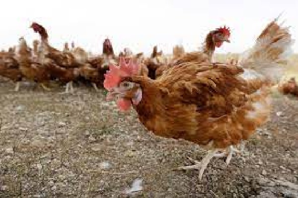 US reports first human H5 bird flu case in Colorado resident