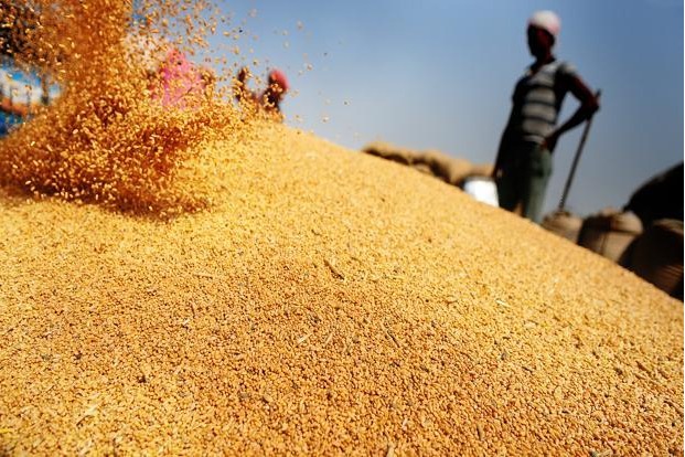 India prohibits wheat exports with immediate effect to curb rising prices