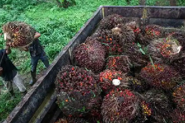 Indonesia to lift palm oil export ban from Monday