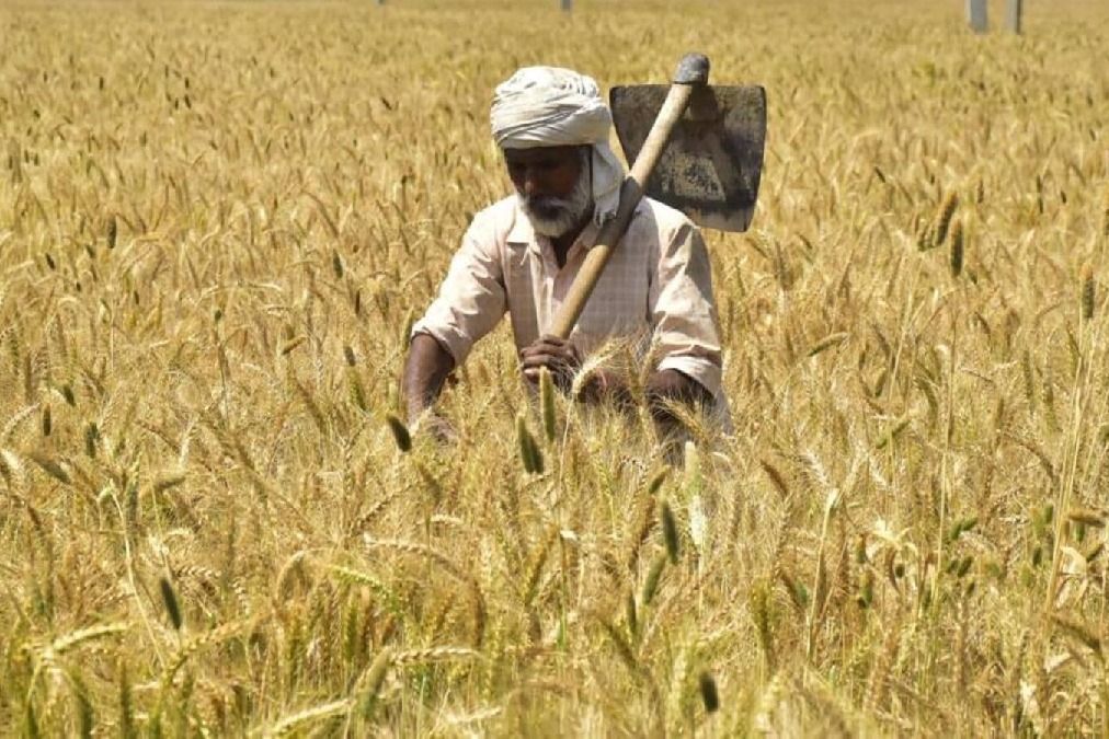 Wheat Production May Reduced by 3 cent in this year