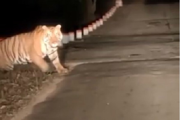 Tiger spotted in Kakinada district