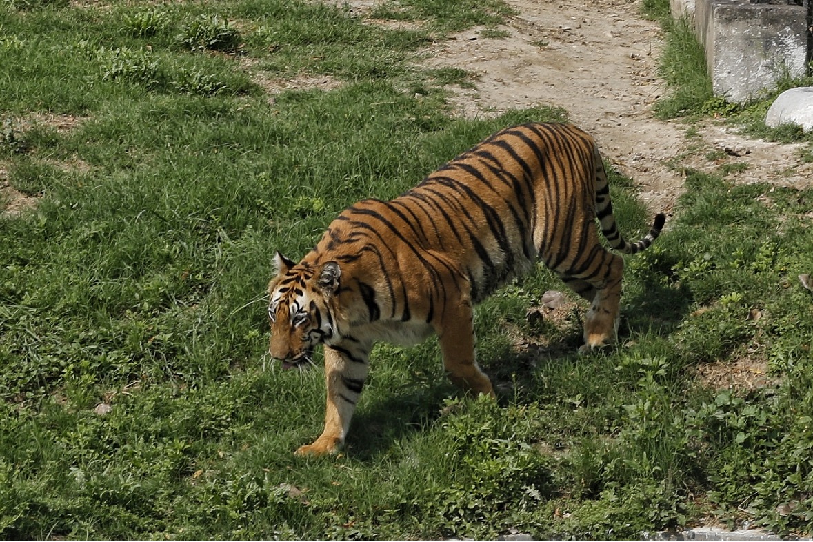 Operation on to capture strayed tiger in Andhra