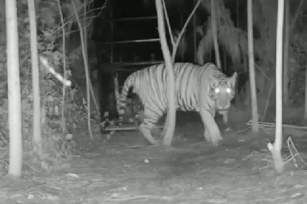 Tiger not yet captured in Kakinada district