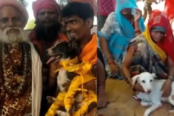 Dogs named Bhoori and Kalloo get married in India