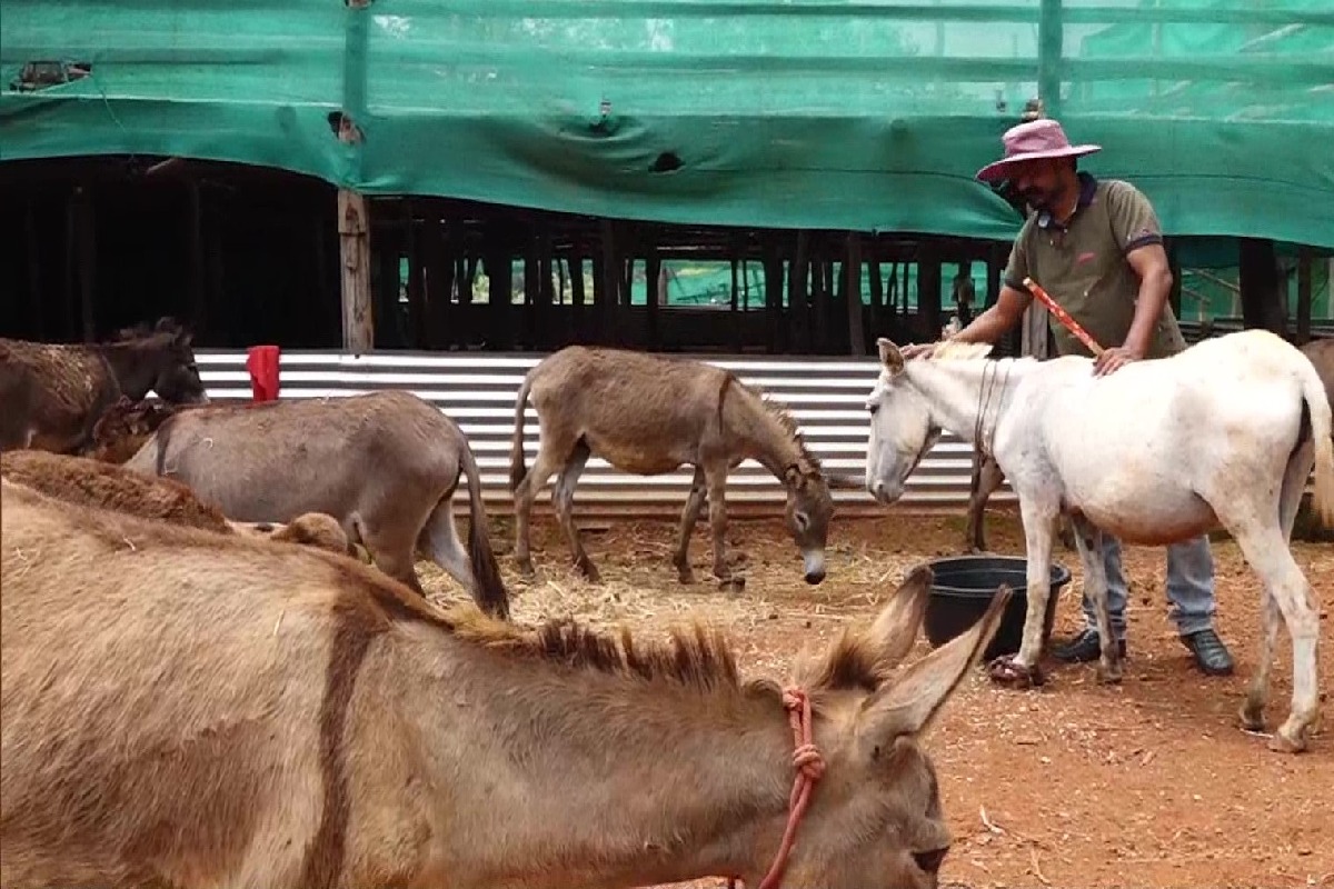 Man quits plush job to open donkey milk farm in Mangaluru