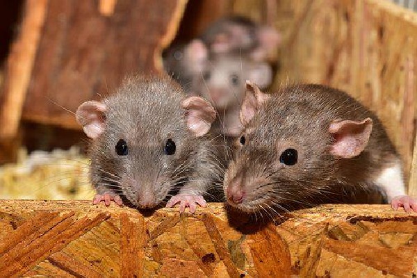 Rats brought jewellery into drainage