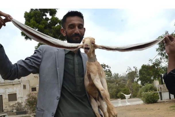 Pakistani Baby Goat Born With 19 Inch Ears to Guinness World Record