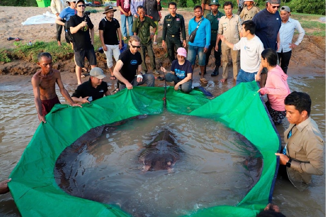 World biggest fresh water fish found in Mekong river