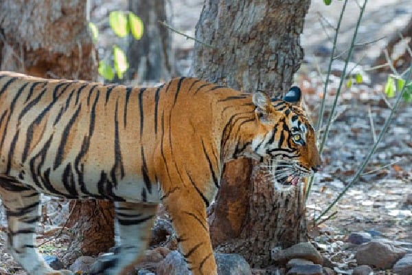 Royal Bengal Tiger roaming around Anakapalle dist