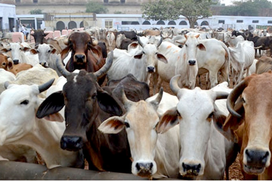 No cow slaughtering on Bakrid