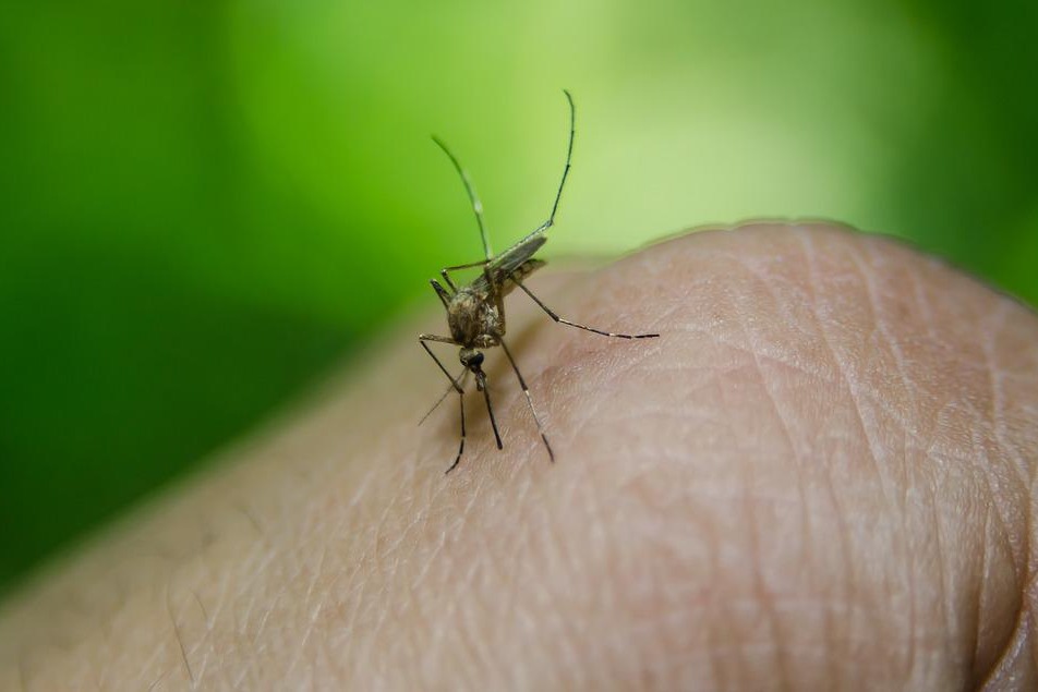 Viruses Make You Smell Tastier to Mosquitoes
