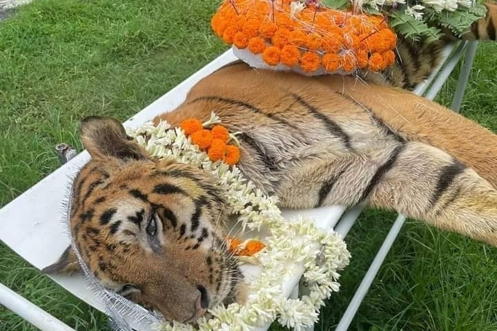 One of India's oldest tigers dies in Bengal
