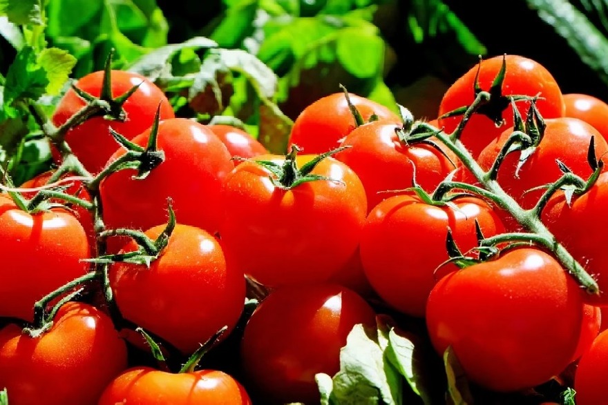 scientists create tomatoes genetically engineered to boost vitamin d