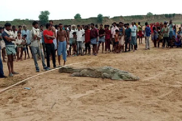 Crocodile Was Captured In Belief That Boy Was Alive