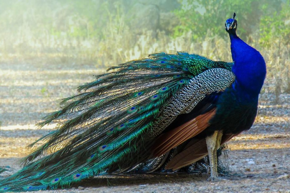 karnataka man arrested for raising peacocks