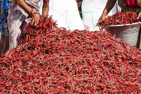 AC Type Mirchi quintal rate above Rs22 thousand in Khammam Market